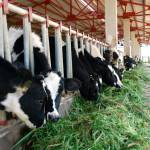 Dept of Dairy Development Profile Picture
