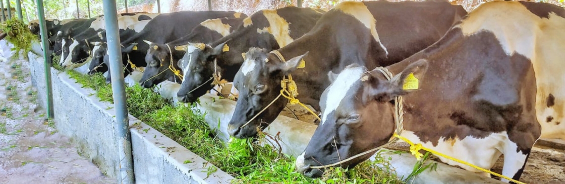 Director of Dairy Development Department Cover Image