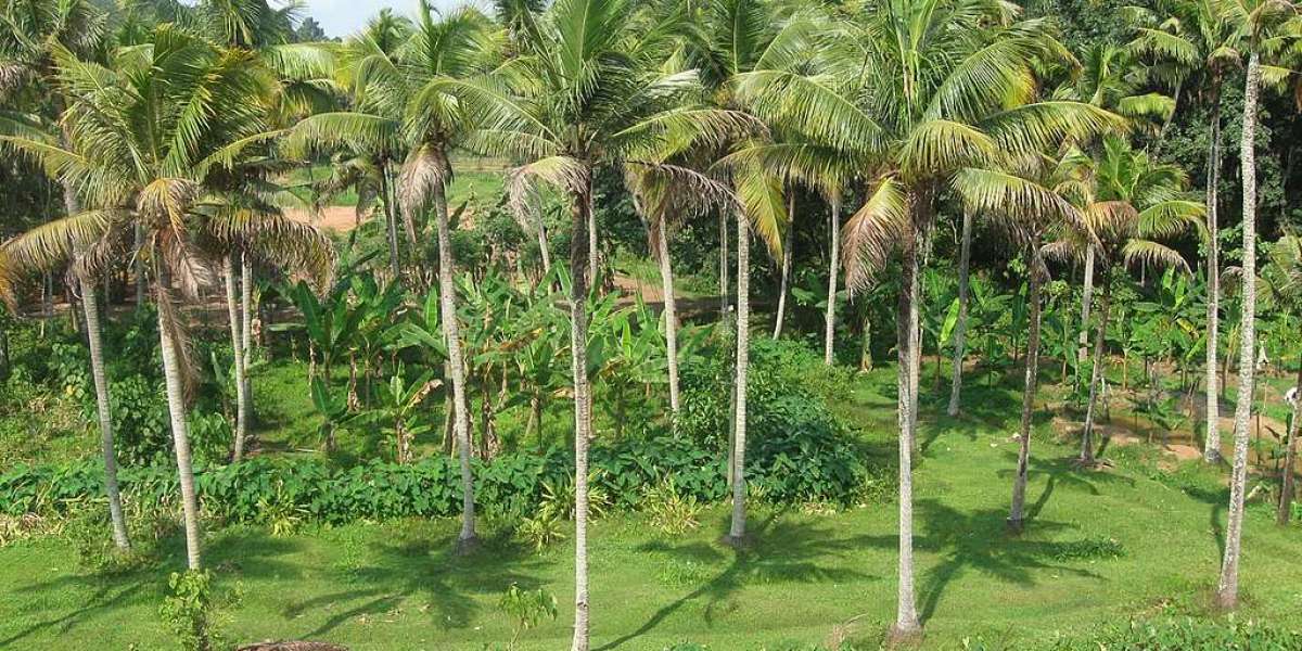 Kayamkulam Assembly Constituency: A Coastal Portrait