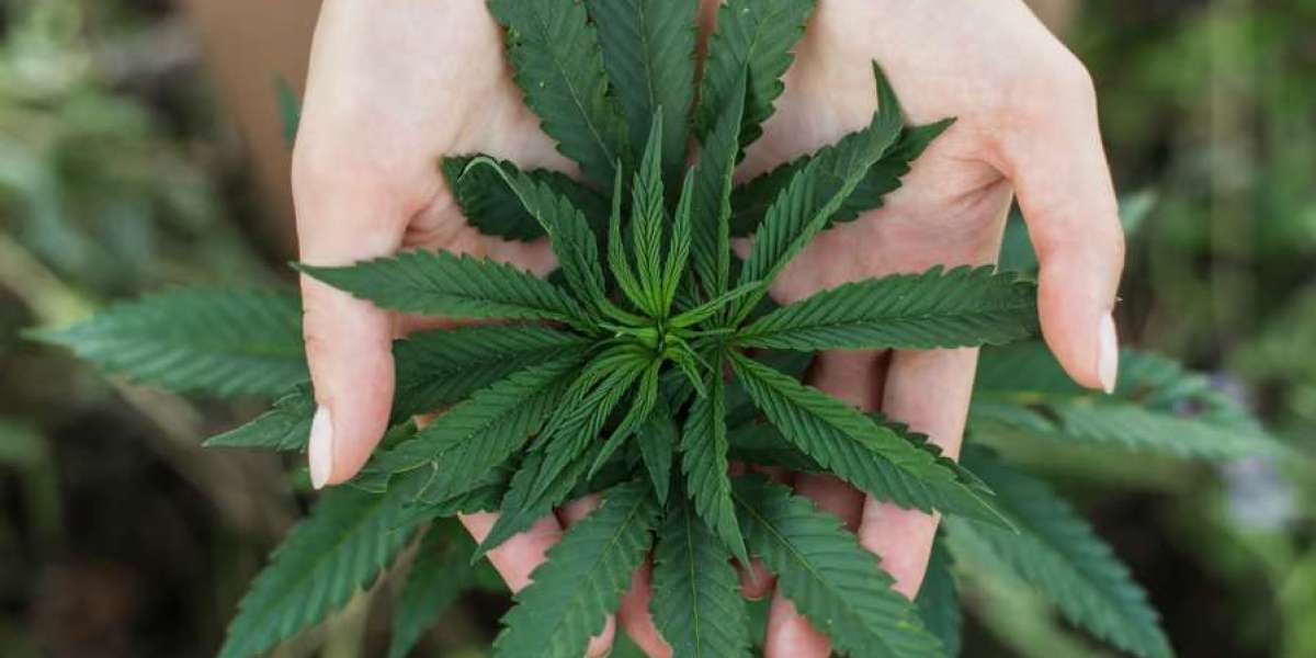 7 Smart Ways: Dispensary Without Card Near Me Solutions