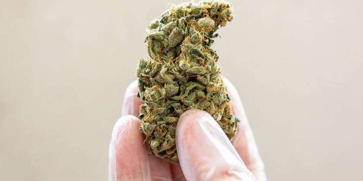 “THCa Flower vs CBD Flower: Which One Is Right for You?”