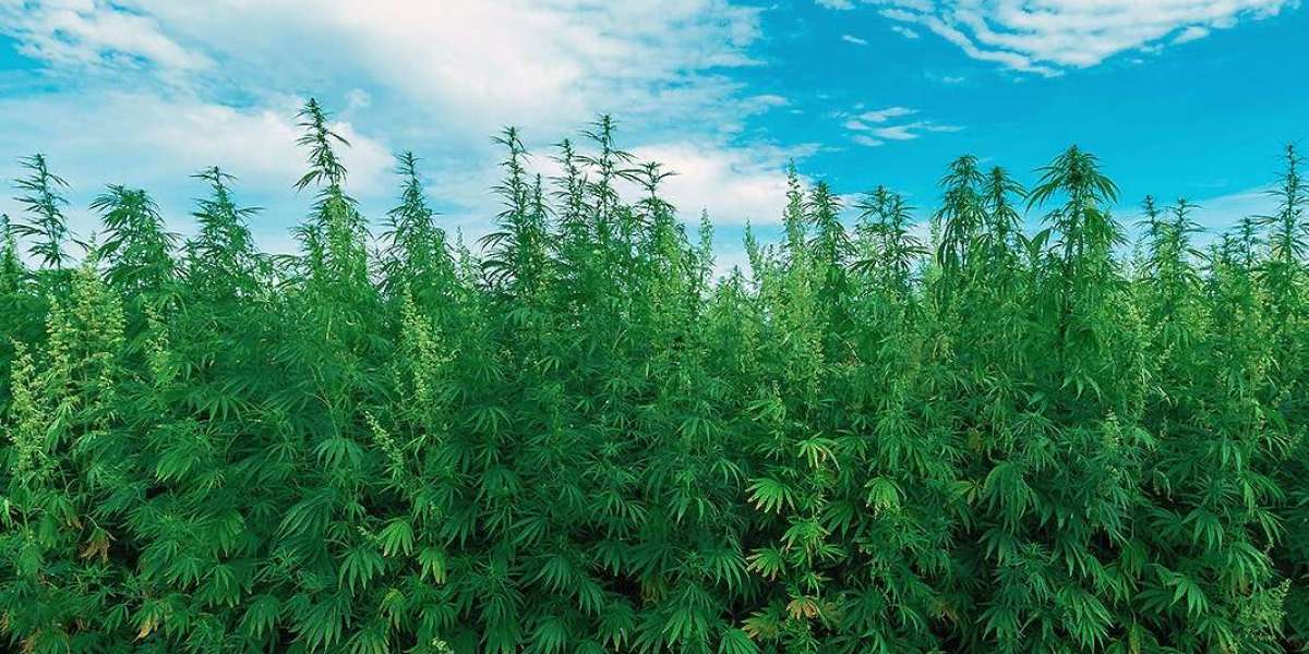 From Classic to Cutting-Edge: How Cannabis Products Are Evolving